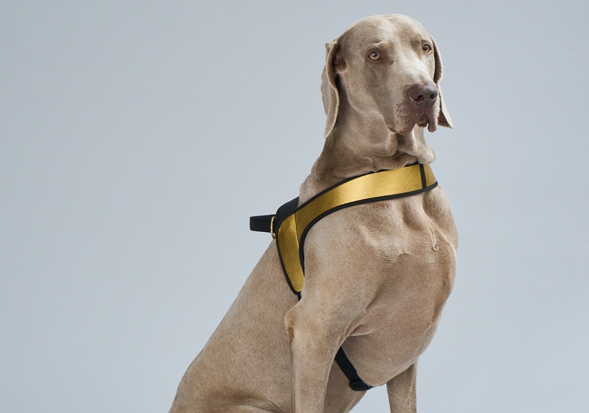 Louis Vuitton Set guinzaglio e collare per cani con monogramma grande  Baxter GM Pelle ref.348784 - Joli Closet